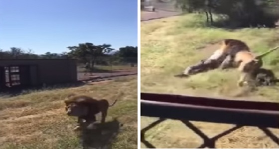 بالفيديو.. أسد جائع يحاول افتراس صاحب محمية حيوانات