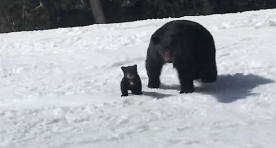 بالفيديو.. مواجهة بين أنثى دب وشاب بسبب حماقته