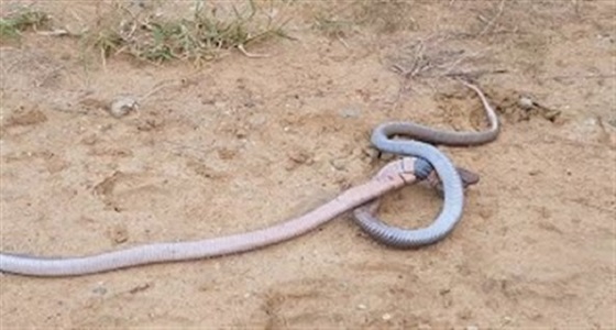 بالفيديو.. معركة عنيفة بين ثعبانين على طريق مزدحم