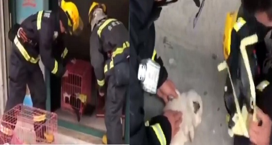 بالفيديو.. رجال إطفاء يجرون تنفسا صناعيا لحيوانات بعد إنقاذها من حريق