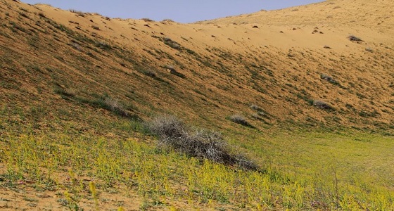 الأرصاد: اعتماد شرطة بيئية لحماية المحميات.. وعقوبات تصل لـ 3 ملايين ريال للمخالفين