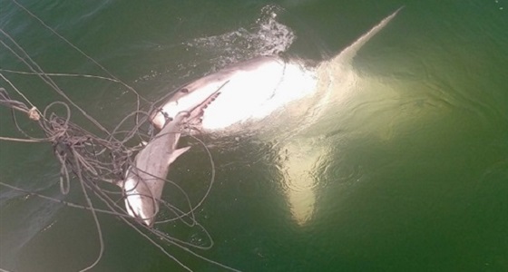 قرش أبيض يسرق سمكة من شبكة باحثين