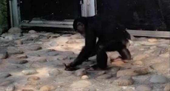 فيديو مروع لشمبانزي يضرب بطة صغيرة حتى الموت بيديه