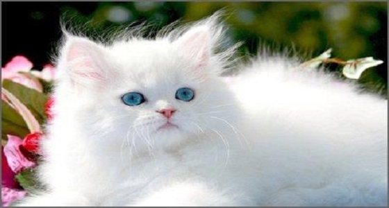 سيدة تقتل زوجها بسبب قطة