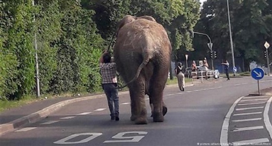 بالفيديو .. فيل يفاجئ سكان مدينة ألمانية بتجوله بينهم في الشارع