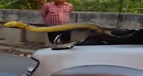 بالفيديو.. سائق يعثر على ثعبان وزنه 30 كيلو جرام داخل محرك سيارته