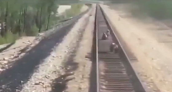 بالفيديو.. دبة تضحي بحياتها أسفل عجلات قطار لإنقاذ صغارها