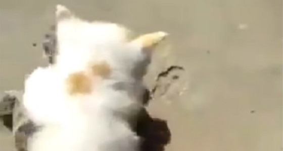 بالفيديو.. قطة تركب سلحفاة وتجبرها على السير