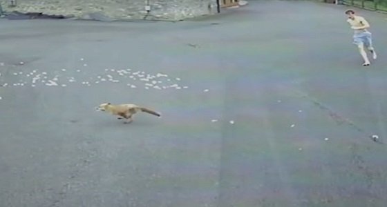 بالفيديو.. شاب ينقذ دجاجته من فم ثعلب