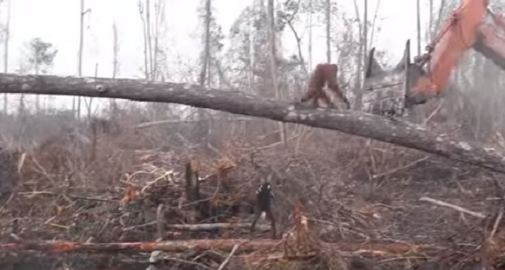 بالفيديو.. إنسان الغاب يواجه جرافة حاولت تحطيم الأشجار
