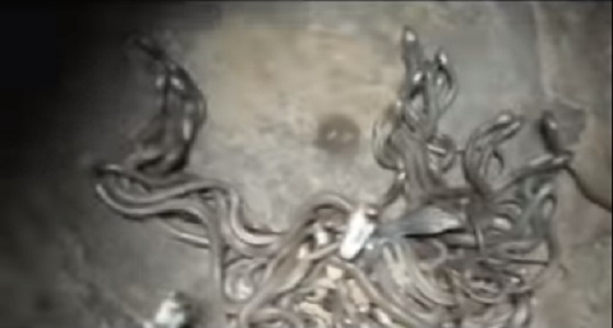 فيديو مروع لعائلة تعثر على 11 ثعبان كوبرا داخل منزلهم