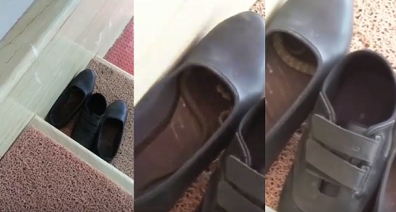بالفيديو.. أفعى تختبئ بداخل حذاء