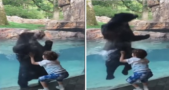 فيديو مذهل لدب يلهو مع طفل في حديقة حيوان