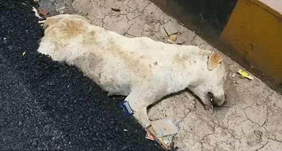 بالفيديو.. عمال يدفنون كلبا أثناء رصف الطريق