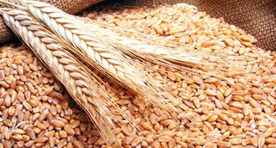 خبيرة تغذية تُحذر مرضى حساسية القمح من ” الجلوتين “