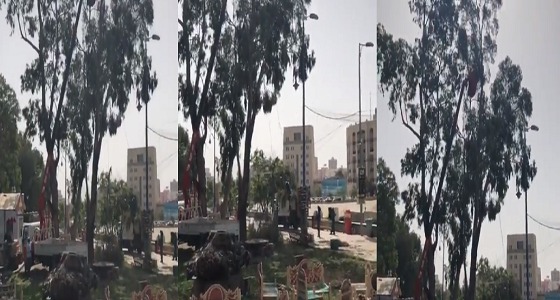 بالفيديو.. تقطيع الشجر بشارع الفن في أبها