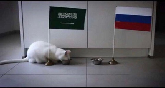 على طريقة الأخطبوط بول.. القط الأصم &#8221; أخيل &#8221; يرشح المنتخب للفوز على روسيا