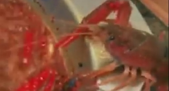 فيديو طريف.. لإستاكوزا تكسر ذراعها للهرب من إناء على النار