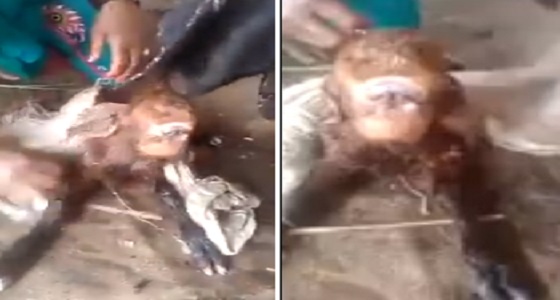 بالفيديو.. حالة ولادة غريبة لماعز أشبه بحيوان السيكلوب الأسطوري