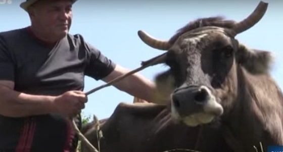 بالفيديو.. إعدام بقرة لعبورها الحدود بطريقة غير شرعية