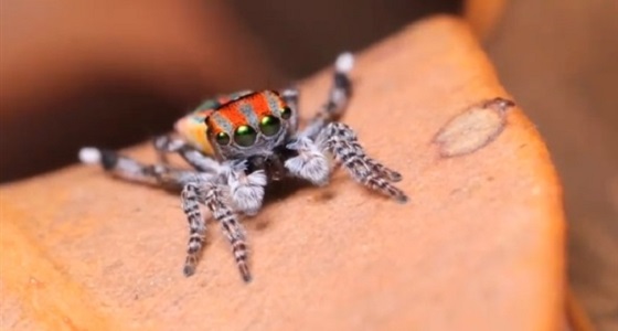 بالفيديو.. عنكبوت يرقص لأنثاه خوفا على حياته