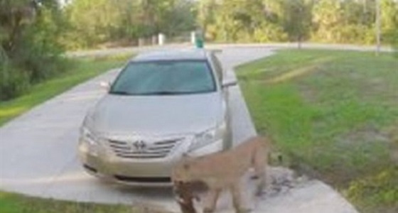 بالفيديو.. لحظة قتل أسد جبل لقط والتهامه أمام منزل