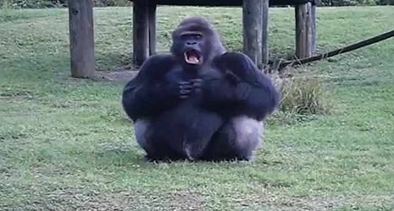 بالفيديو.. غوريلا تخدع حارسها وتطلب الطعام من الزوار