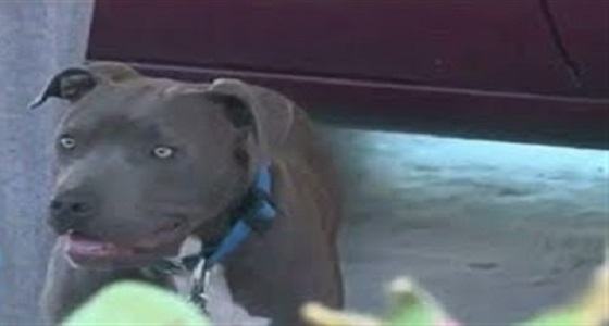 بالفيديو.. كلب بيتبول ينقذ حياة طفلة من حريق هائل