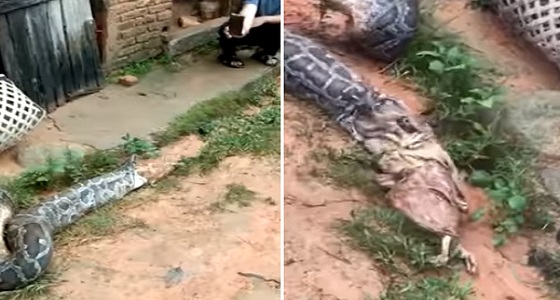 فيديو صادم لثعبان يتقيء 5 دجاجات سليمة