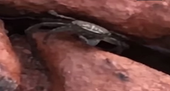 بالفيديو.. كابوريا تهدد رجلا بالقتل