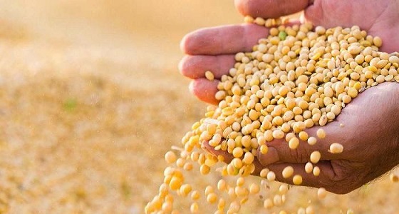 الرسوم الجمركية لواشنطن على الصين.. ترجح ميزان الصويا لمصلحة البرازيل