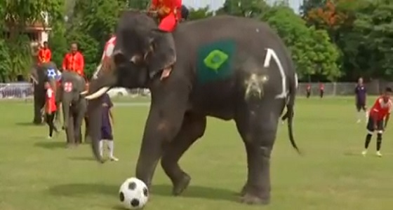 بالفيديو.. فيلة تفوز على فريق من الطلاب في مباراة كرة القدم