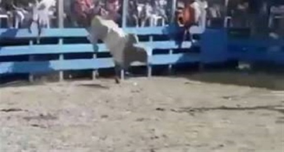 بالفيديو.. ركلة قاسية من ثور تطيح برجل وتسقطه مصابا