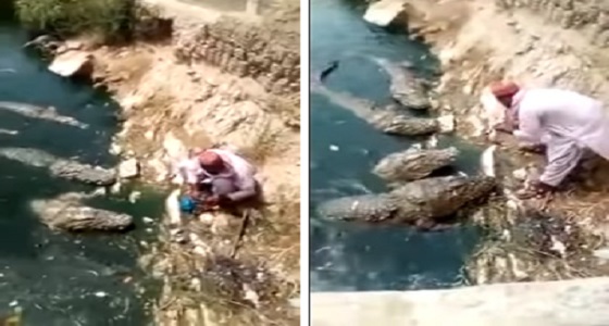 بالفيديو.. رجل يصادق التماسيح ويطعمها بيديه