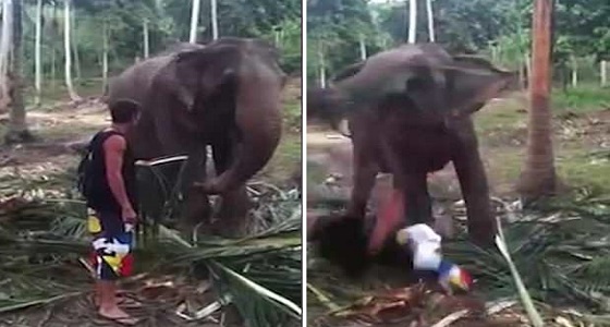 بالفيديو.. فيل يلقن سائحا حاول لمسه درسا قاسيا