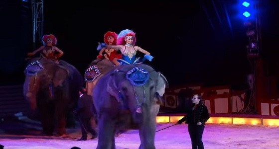 بالفيديو.. فيل يسقط على الجمهور داخل سيرك