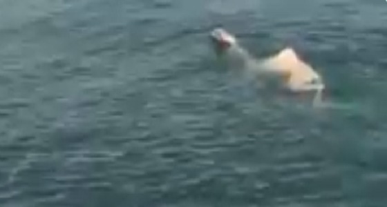 بالفيديو.. لحظة إنقاذ بعير سقط في المياه بالكويت