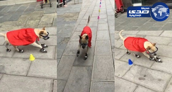 بالفيديو.. كلب يرتدي &#8221; عباءة حمراء &#8221;  يذهل العالم بمهاراته المتعددة