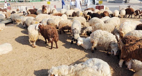 المملكة تستورد أكثر من 2 مليون رأس ماشية خلال موسم الحج