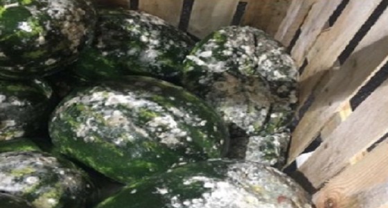 الشعب القطري يغرق في فساد تميم.. أطنان الفواكه المسممة تهدد المواطنين