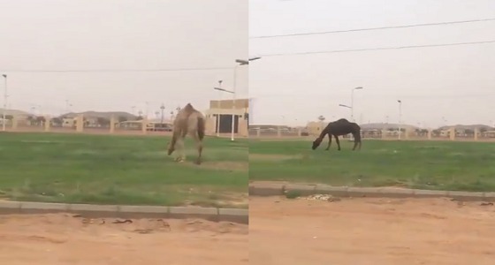 بالفيديو.. أبل سائبة ترعى في أحد المنتزهات العامة بنجران