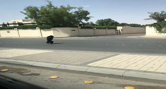 بالفيديو والصور.. غوريلا هاربة في أحد شوراع الرياض تثير الذعر
