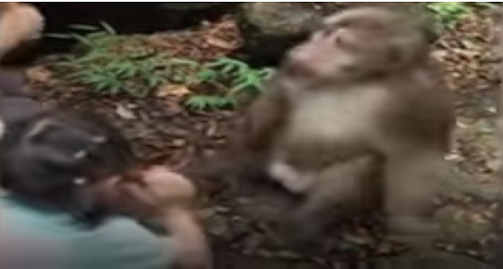 بالفيديو.. قرد غاضب يصفع طفلة على وجهها بطريقة مروعة