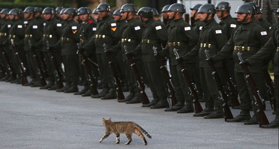 قط بري يسير أمام جنود حرس الشرف أثناء انتظار طائرة &#8221; أردوغان &#8220;