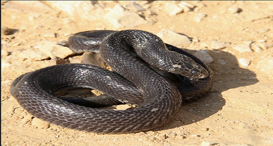 بالفيديو.. تحذير من خطورة ” الصل الأسود ” وانتشاره في البر