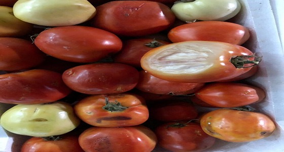 ضبط 2800 كيلو طماطم فاسدة قبل بيعها بتبوك