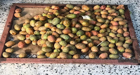 ضبط اكثر من 22 كيلو جرام ” تين شوكي ” من الباعة الجائلين بجازان