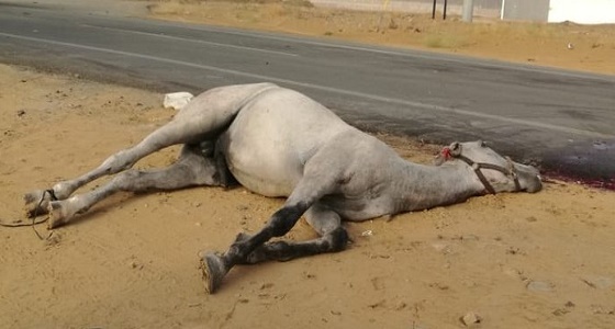 بالصور.. نفوق حصانين في حادث مروري على طريق &#8221; صبيا- هروب &#8220;