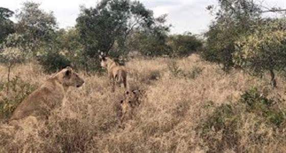 فيديو مؤثر للبؤة تبكي بعد فقد أشبالها