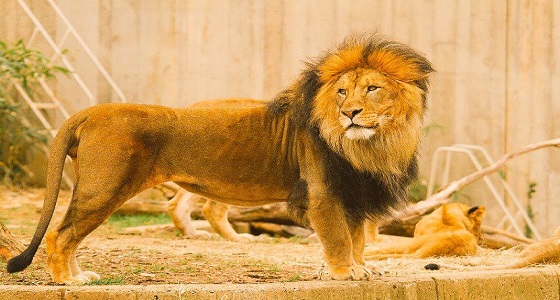 أسد يهاجم عشريني في حديقة حيوان بالباحة